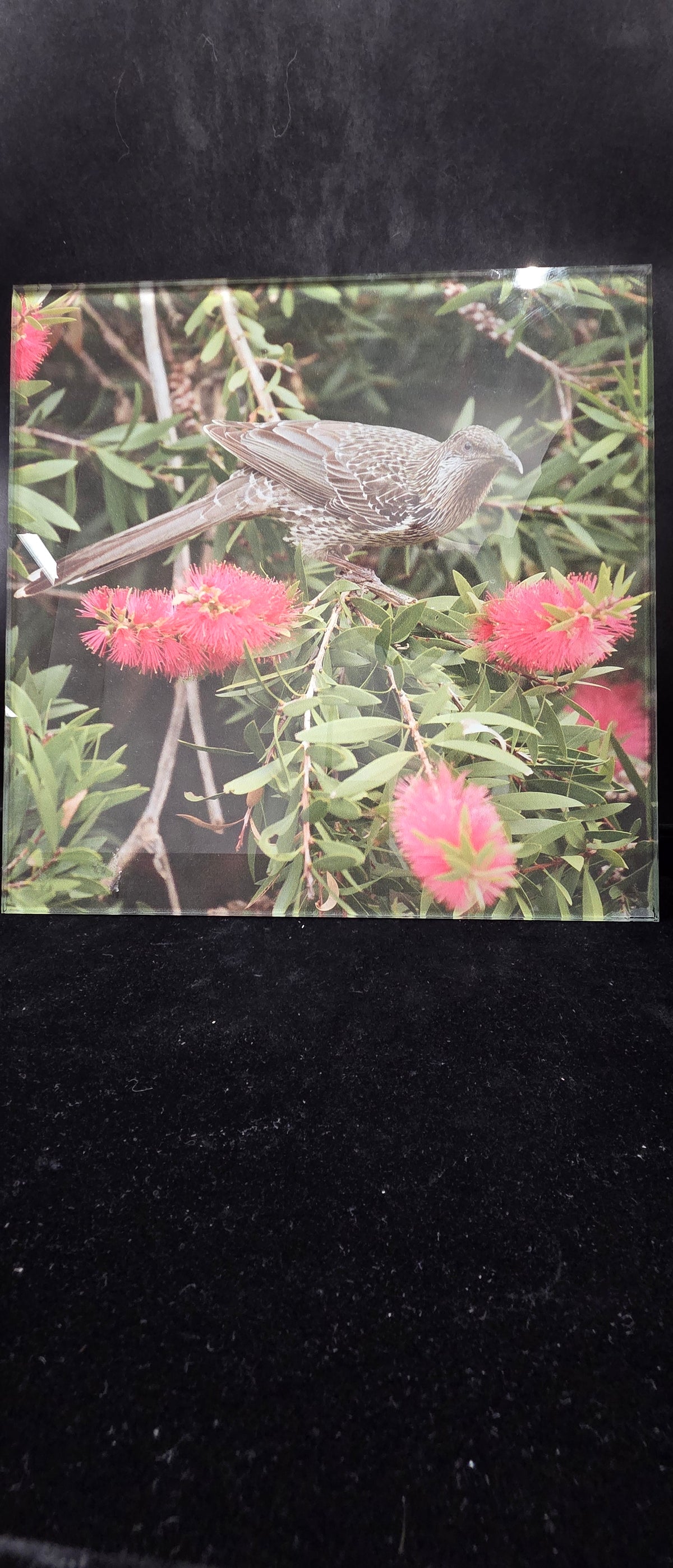 #P022 Australian Wattlebird on Bottlebrush Photo Print Wall Art ~30x40cm